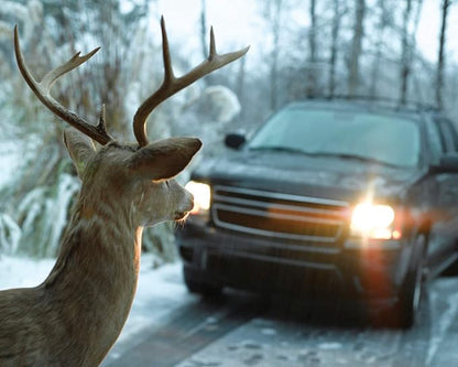 BELL Automotive 22-1-01000-8 Deer Warning Black, Helps Reduce Accidents, Alert Animals, Easy to Install