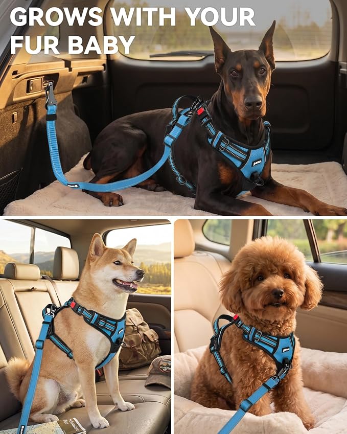 Joytale 3-in-1 Bungee Dog Seat Belt for Car, Safe & Distraction-Free Travel with Reinforced Swivel Carabiner, Shock Absorbing & Tangle-Free Nylon Tether for Medium Large Dogs, Sky Blue